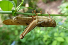 DSC01186a1